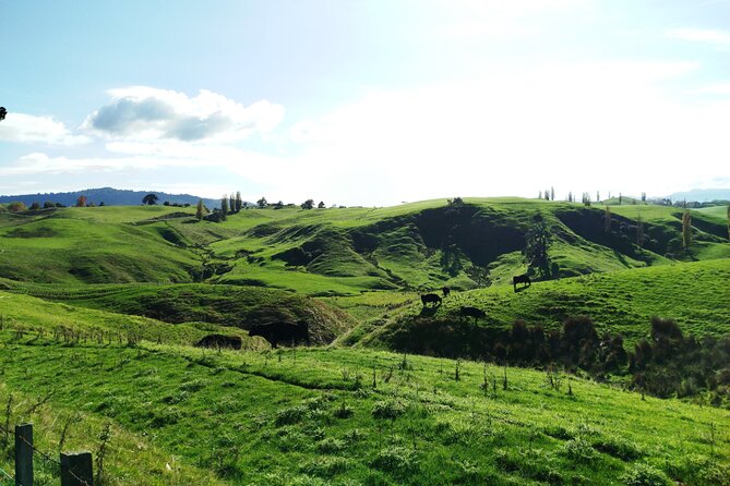 12 Day New Zealand Private Tour from Auckland to Queenstown - Christchurch offers a choice of easy city activities