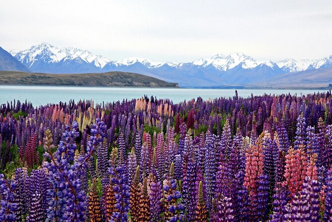 5-Day South Island Tour from Christchurch - Day 1: Canterbury Plains to Mount Cook and Queenstown