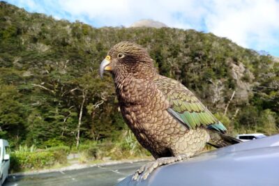 5 Day South Island Tour from Queenstown including Stewart Island