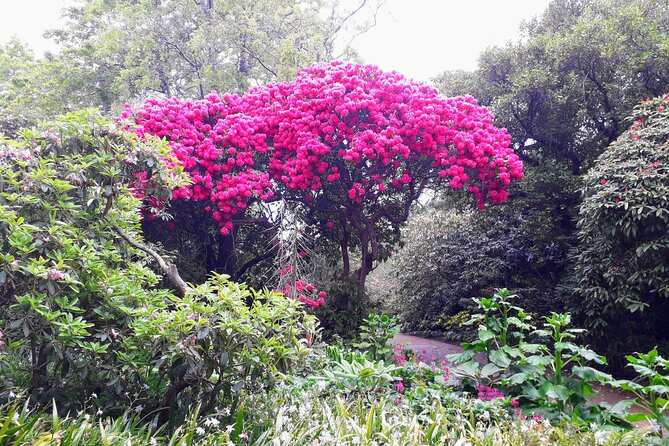 A 2 hour Small Group Dunedin City Highlights Tour - What $77.57 buys you