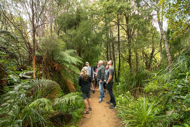 Afternoon Piha Beach and Rainforest Tour from Auckland - Who should book the Piha afternoon tour?