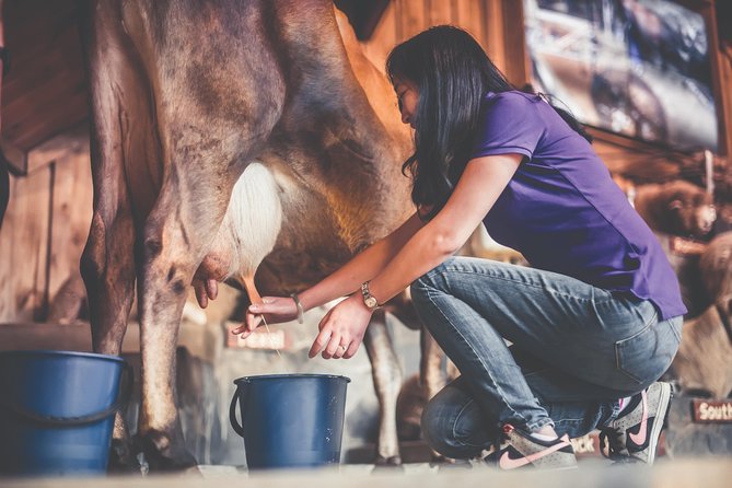 Agrodome Farm Experience including Farm Show and Farm Tour - Rotorua - The one-hour sheep show