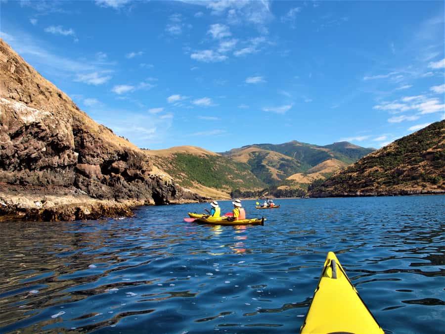 Akaroa: 4WD Safari and Guided Sea-Kayaking Experience - Wildlife sightings at Flea Bay