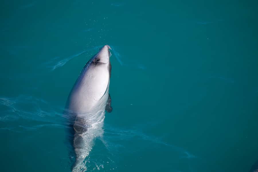 Akaroa: 4WD Safari and Guided Sea-Kayaking Experience - Conservation is part of the experience