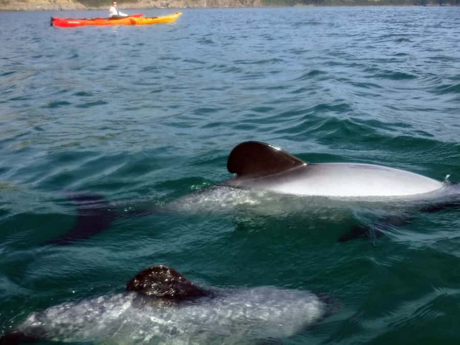 Akaroa: Akaroa Marine Reserve Sea Kayaking Tour - Key points to know before you paddle
