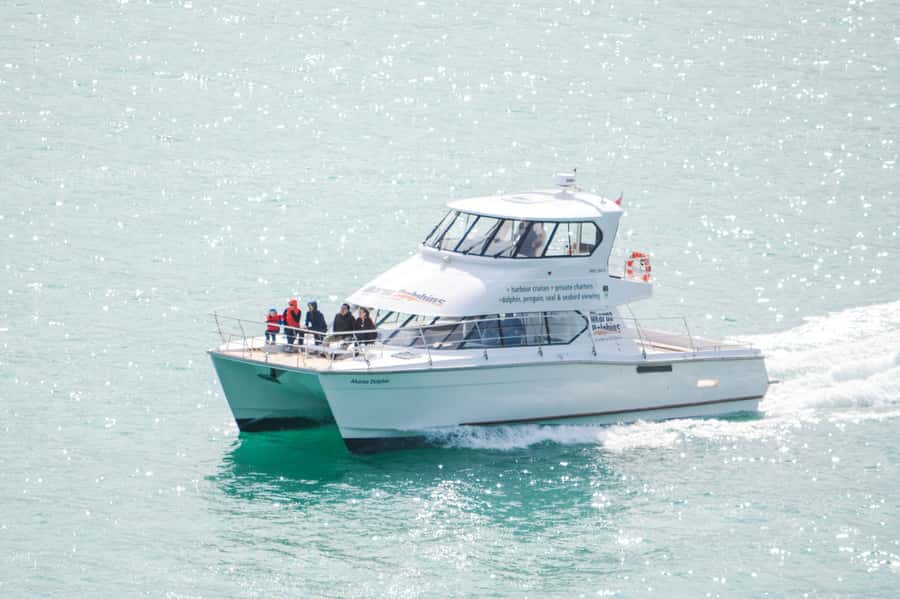 Akaroa: Dolphin Nature Cruise - Why Akaroa Harbour is the right place for a dolphin cruise
