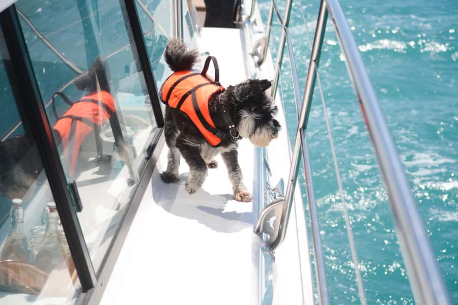 Akaroa: Dolphin Nature Cruise - Practical details before you go