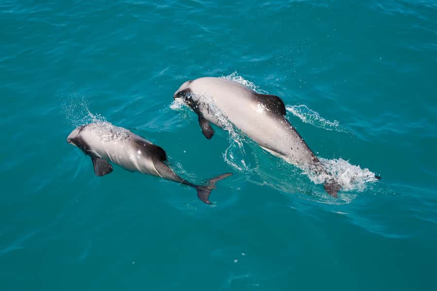 Akaroa: Dolphin Nature Cruise - A two-hour route with plenty to watch