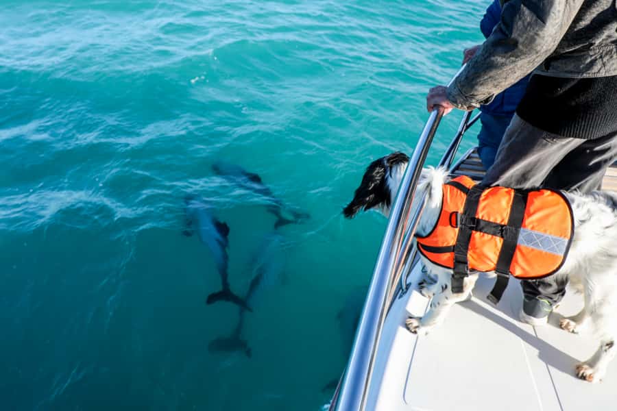 Akaroa: Dolphin Nature Cruise - The catamaran, seating, and comfort
