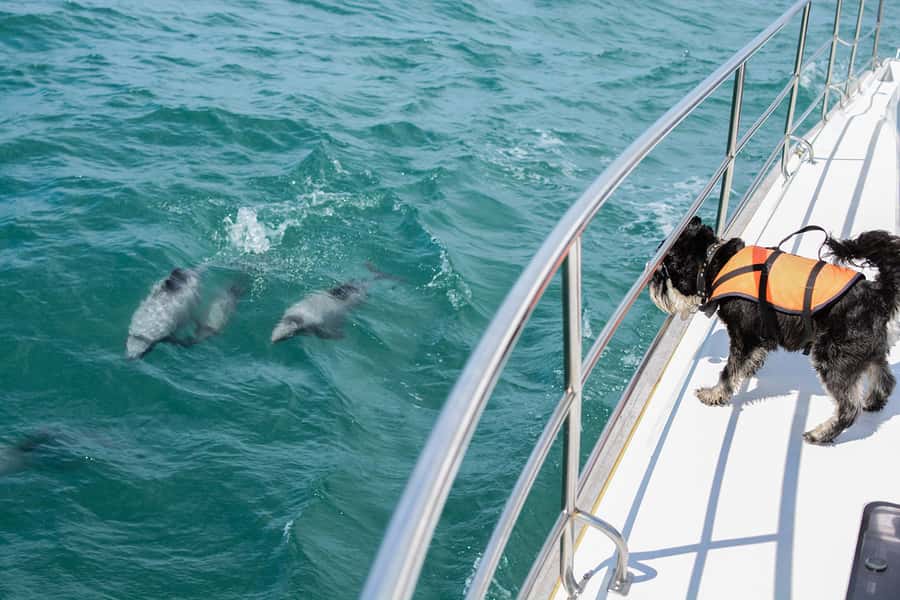 Akaroa: Dolphin Nature Cruise - Seeing Hector’s dolphins in the wild