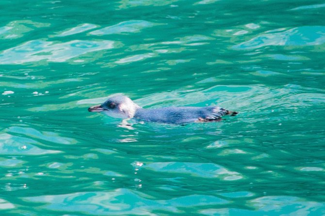Akaroa Dolphins ~ Harbour Nature Cruise - Who will enjoy this cruise most?