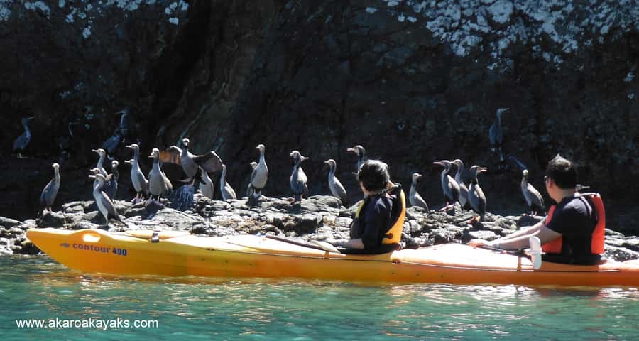 Akaroa: Electric Mountain Bike and Sea Kayak Adventure - Paddling into Akaroa’s marine reserve