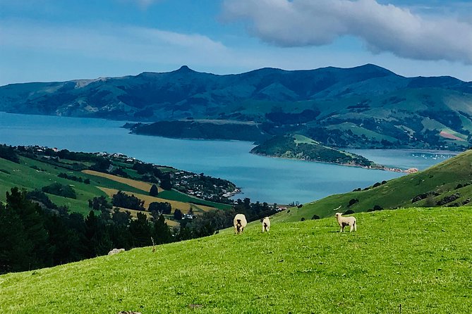 Akaroa Explorer- Guided Electric Bike Tour in Akaroa - Is $83.78 a fair price?