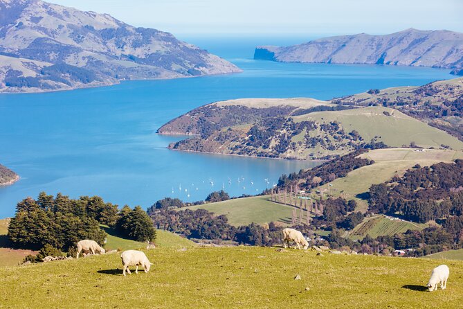 Akaroa & Giants House Garden tour ex Lyttelton (Shore Excursion) - Starting above Lyttelton at Sign of the Kiwi