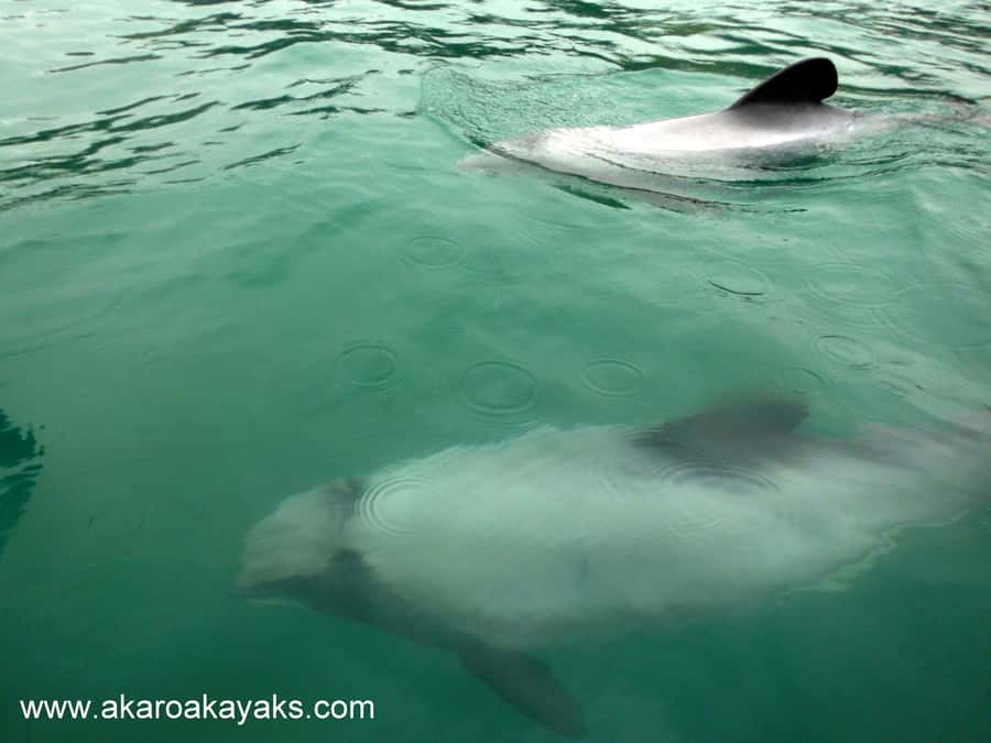 Akaroa: Guided Sunrise Sea Kayaking Tour - Should you book the Akaroa sunrise kayak tour?