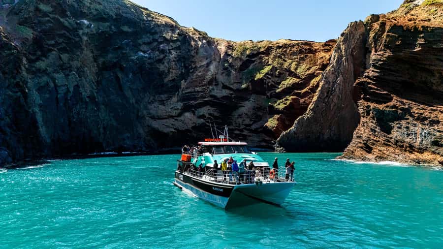 Akaroa Harbour 2-Hour Dolphin Nature Cruise - Why Hector’s dolphins make this Akaroa cruise special