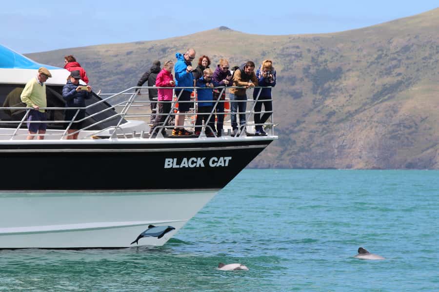 Akaroa Harbour 2-Hour Dolphin Nature Cruise - Scenery Nook, sea caves, and 500-foot cliffs