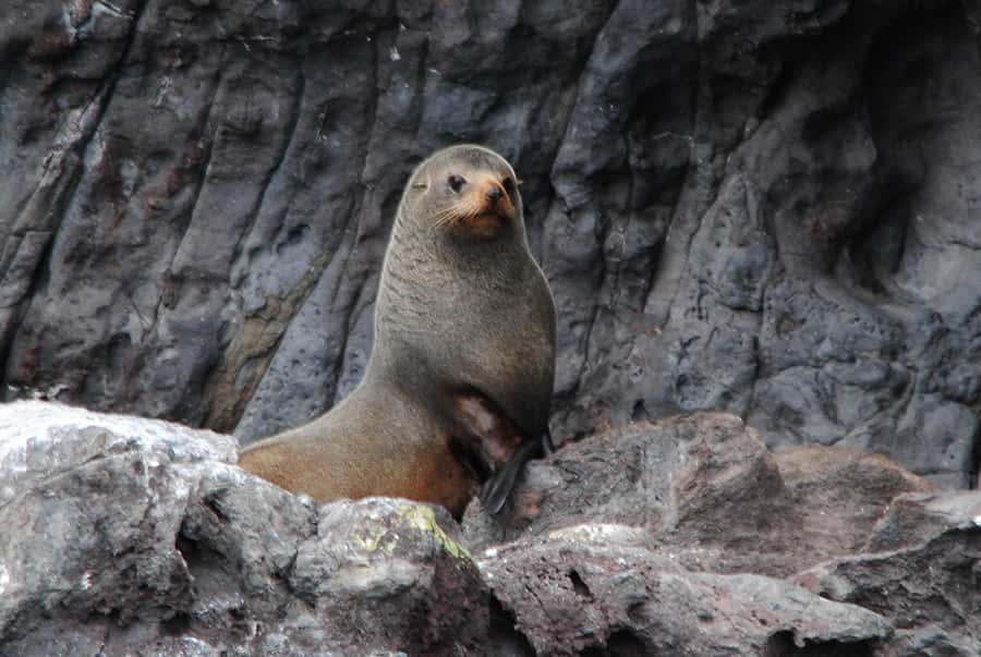 Akaroa Harbour 2-Hour Dolphin Nature Cruise - Seals, penguins, and seabirds along the route