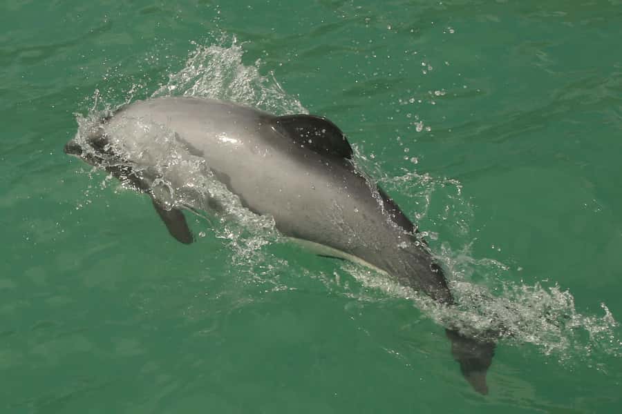 Akaroa Harbour 2-Hour Dolphin Nature Cruise - Is $71 good value for two hours?