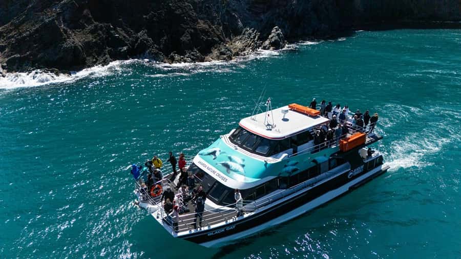 Akaroa Harbour 2-Hour Dolphin Nature Cruise - Who should book this Akaroa nature cruise?