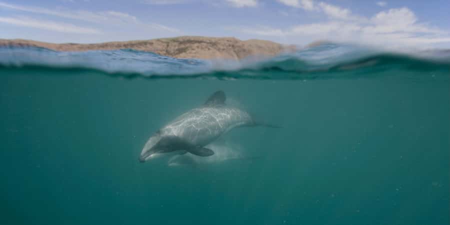 Akaroa Harbour 2-Hour Dolphin Nature Cruise - Leaving the Main Wharf and entering the volcanic harbour