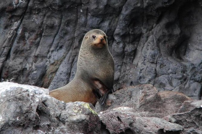Akaroa Harbour Nature Cruise - Seal Bay and the smaller wildlife