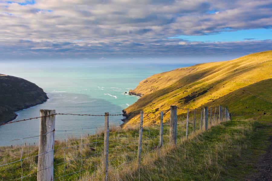 Akaroa: Pohatu Little Penguins 3-Hour Evening Experience - Who will enjoy this Akaroa experience most