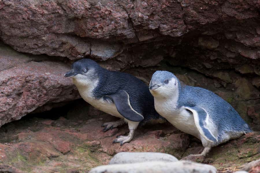 Akaroa: Pohatu Little Penguins 3-Hour Evening Experience - A wild penguin evening with a useful purpose