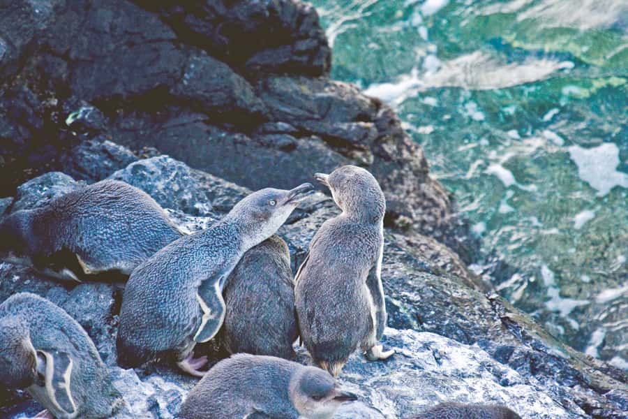 Akaroa: Pohatu Little Penguins 3-Hour Evening Experience - Arriving at the Pohatu penguin colony