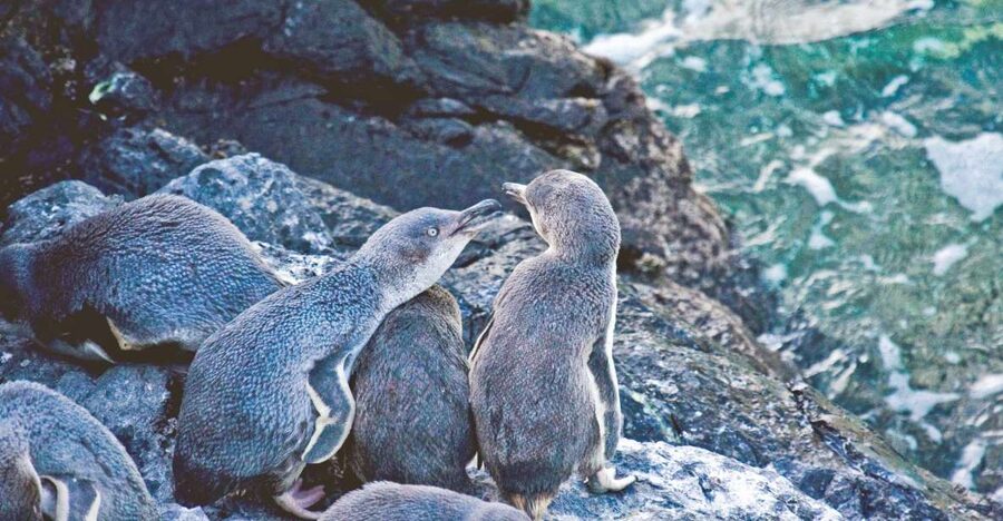 Akaroa: Pohatu Little Penguins 3-Hour Evening Experience - When penguin numbers are highest