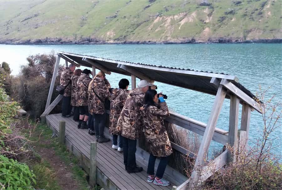 Akaroa: Pohatu Little Penguins 3-Hour Evening Experience - What the $68 price really covers