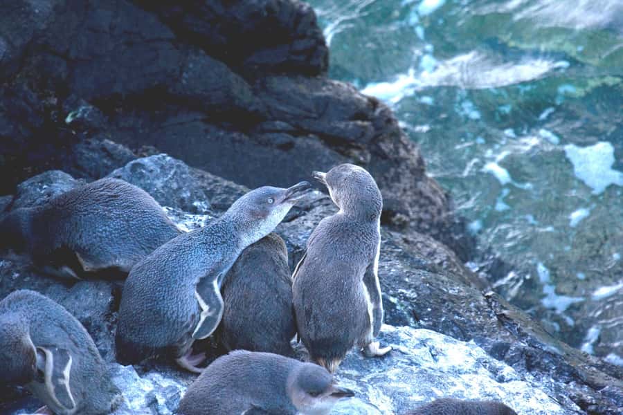 Akaroa: Pohatu Little Penguins 3-Hour Evening Experience - Guides, group size, and the feel of the outing