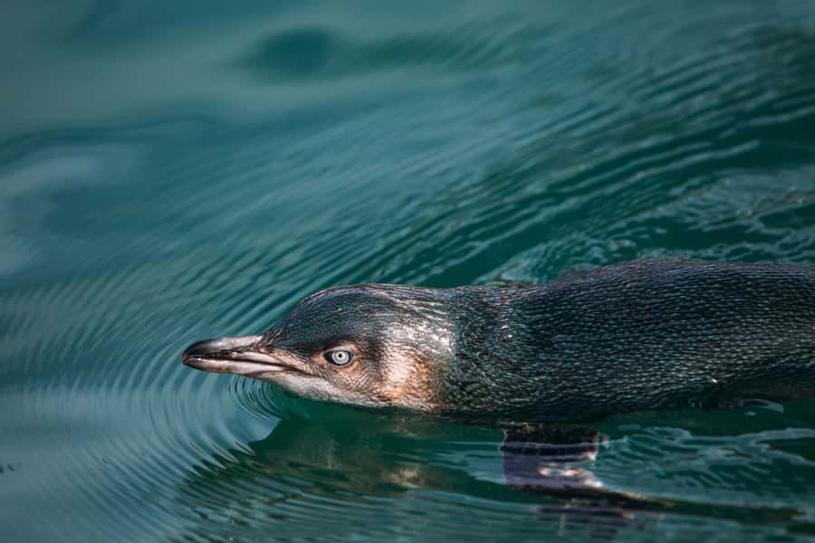 Akaroa: Pohatu Little Penguins 3-Hour Evening Experience - The 4WD ride over Akaroa’s crater rim