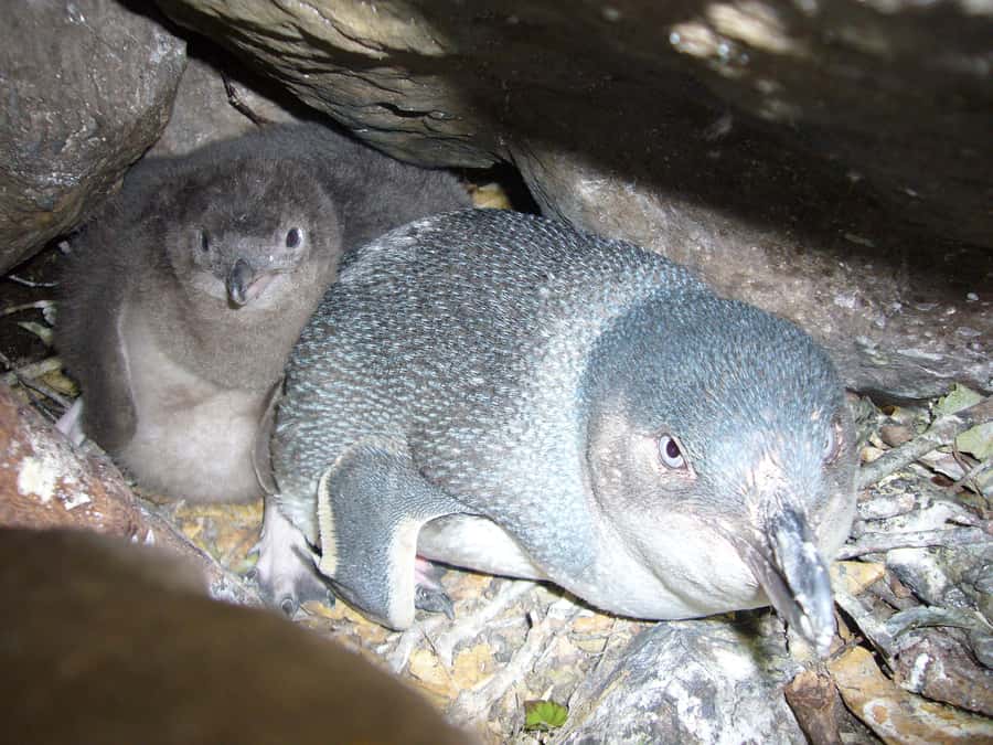 Akaroa: Pohatu Penguins Scenic Nature 2-Hour or 4-Hour Tour - Booking, cost, and practical details
