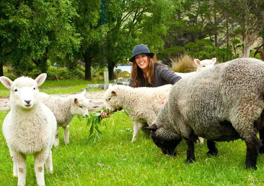 Akaroa: Pohatu Penguins Scenic Nature 2-Hour or 4-Hour Tour - How the Pohatu penguin program works