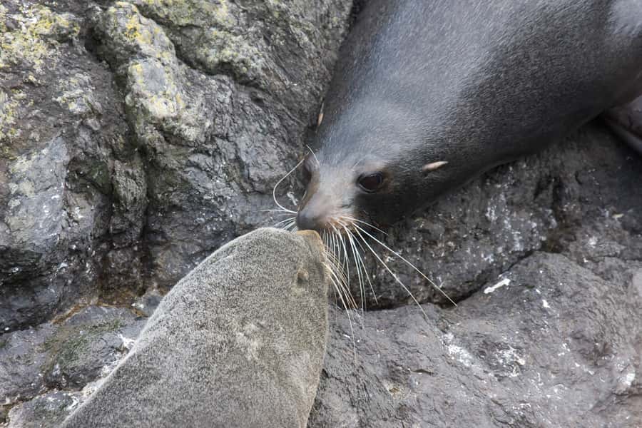Akaroa: Pohatu Penguins Scenic Nature 2-Hour or 4-Hour Tour - What the two-hour tour includes