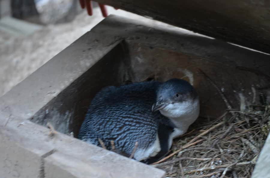 Akaroa: Pohatu Penguins Scenic Nature 2-Hour or 4-Hour Tour - Why the four-hour option earns its extra time
