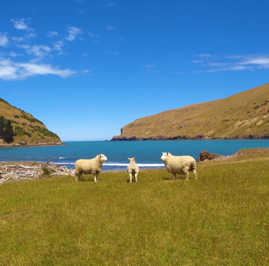 Akaroa: Pohatu Penguins Scenic Nature 2-Hour or 4-Hour Tour - Guides make the difference on the road