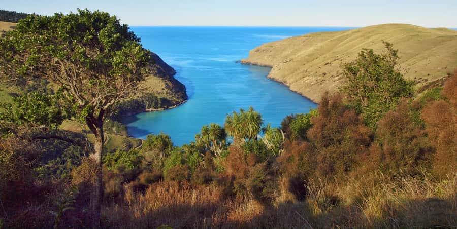 Akaroa: Pohatu Penguins Scenic Nature 2-Hour or 4-Hour Tour - Who gets the most from this Akaroa outing?