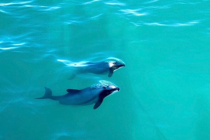 Akaroa Private Day Tour from Christchurch - Food, comfort, and practical limits