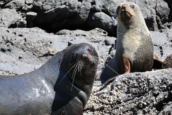 Akaroa Private Day Trip From Christchurch - Who should book this Akaroa day trip