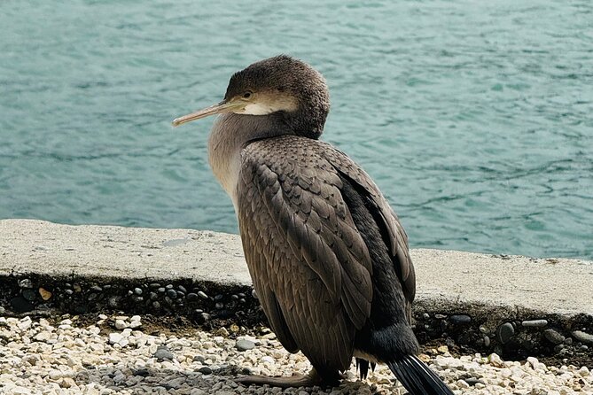 Akaroa Private Group Day Trip from Christchurch - The optional catamaran cruise and wildlife