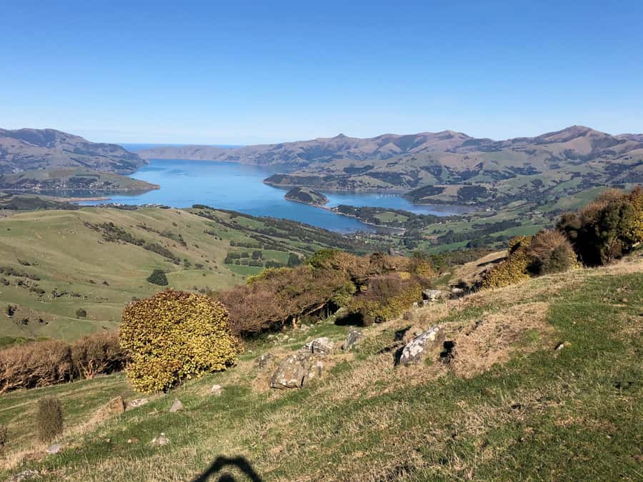 Akaroa: Scenic Coastline Wildlife Cruise - Key things to know before boarding