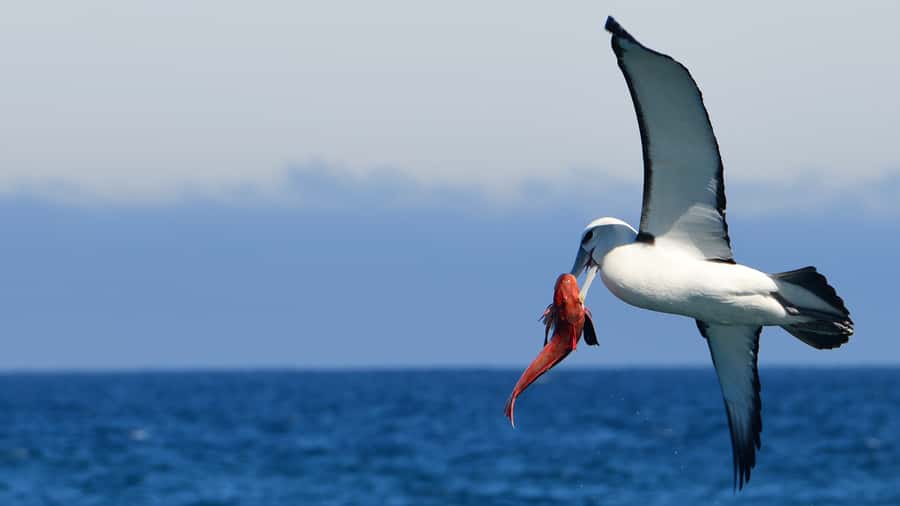 Akaroa: Scenic Coastline Wildlife Cruise - Why this Akaroa cruise feels different