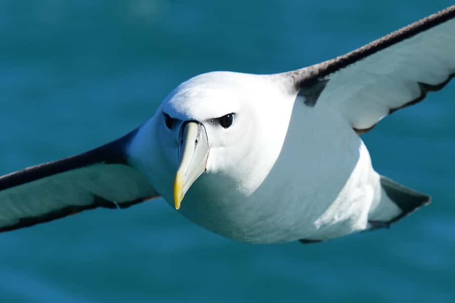 Akaroa: Scenic Coastline Wildlife Cruise - Following Akaroa Harbour’s volcanic coast