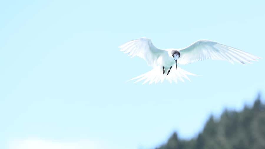 Akaroa: Scenic Coastline Wildlife Cruise - Wildlife watching with a light touch