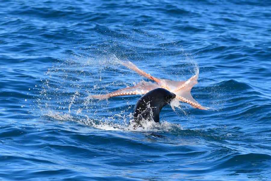 Akaroa: Scenic Coastline Wildlife Cruise - The lobster pot adds a welcome surprise