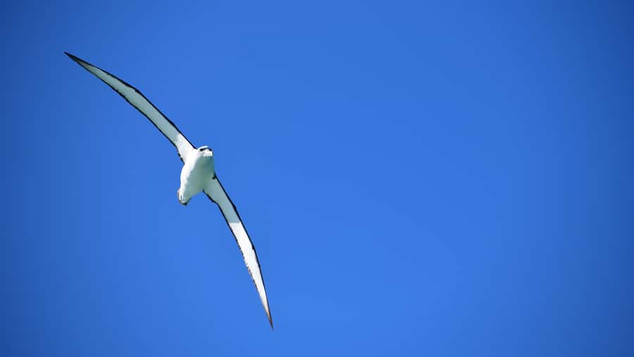 Akaroa: Scenic Coastline Wildlife Cruise - What two and a half hours feels like