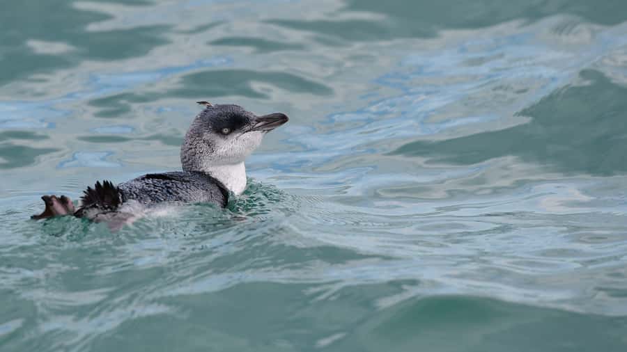 Akaroa: Scenic Coastline Wildlife Cruise - Boarding Wairiri at Drummonds Jetty