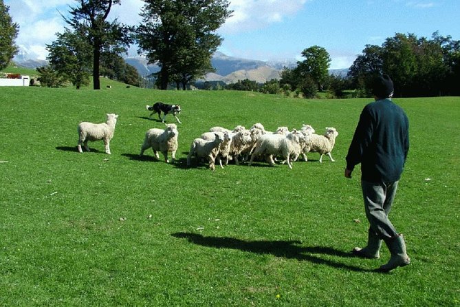 Akaroa Shore Excursion: Akaroa Harbour and Sheep Farm Local Tour - Key points to know before booking